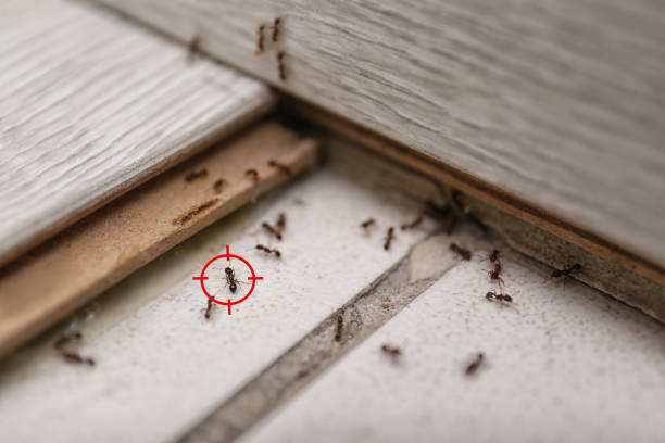 Wasp Removal Services in Commack, NY