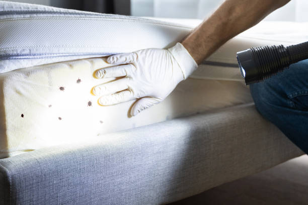 Best Pest Inspection Near Me  in Commack, NY