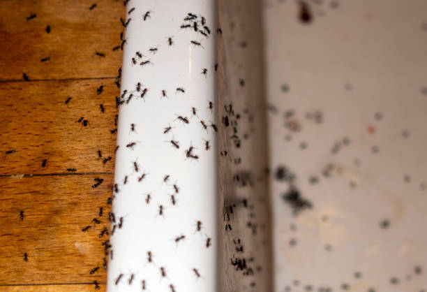 Best Cockroach Control Services  in Commack, NY