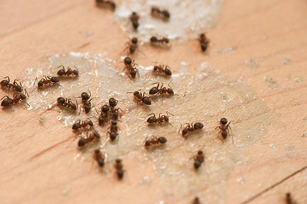 Best Residential Pest Control  in Commack, NY