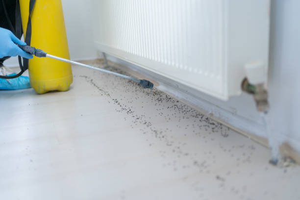 Best Pest Prevention Services  in Commack, NY